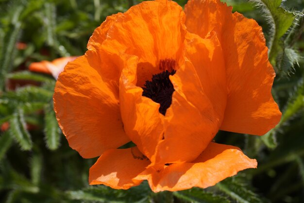 Beautiful blooming red poppy in the garden against background of vegetation Corolla petals