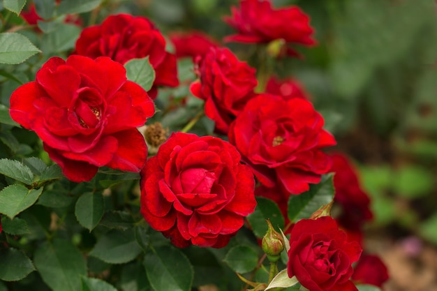 Beautiful blooming red rose bushes in a garden