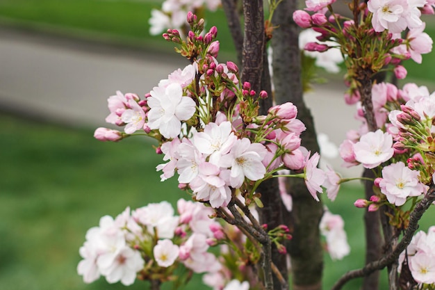 Beautiful blooming sakura flowers close up on green background Pink cherry blossoms on young tree