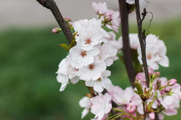 Beautiful blooming sakura flowers close up on green background Pink cherry blossoms on young tree