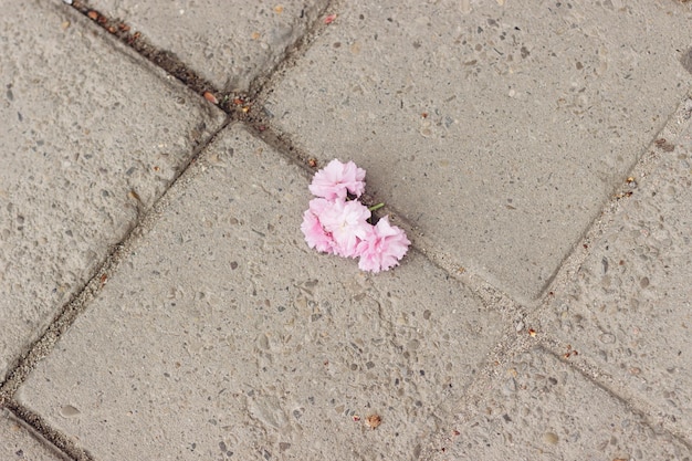 Красивые цветущие цветы сакуры на уличной земле уничтожили ветку дерева для фотосессии Розовые цветы сакуры на бетонном полу Copy space
