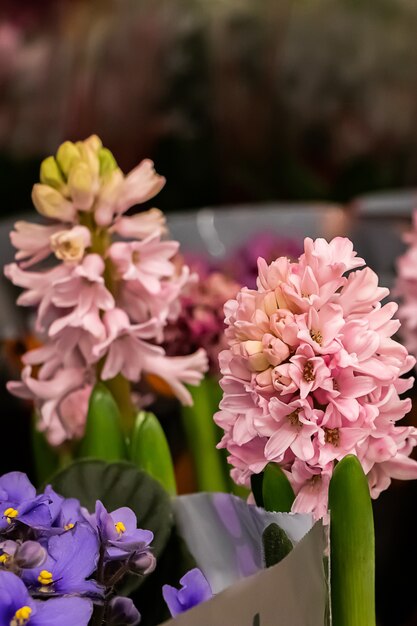 Beautiful blooming spring hyacinths in pots close-up.