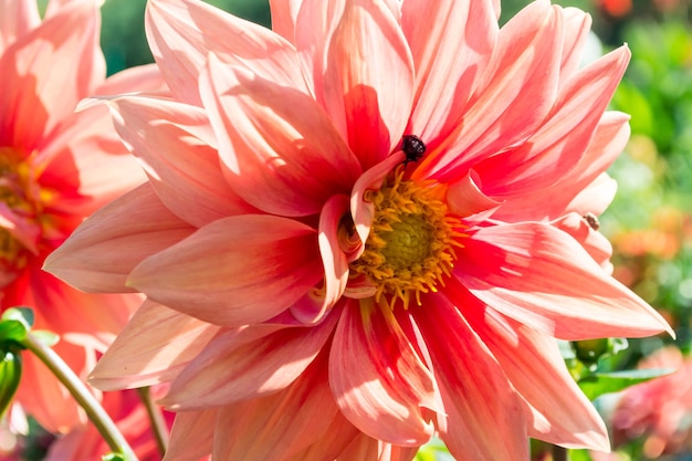 写真 美しい咲く夏の花ダリア