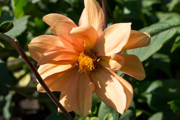 美しい咲く夏の花ダリア