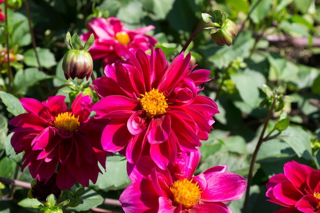 Beautiful blooming summer flowers dahlias