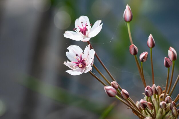 美しい咲く夏の花や植物