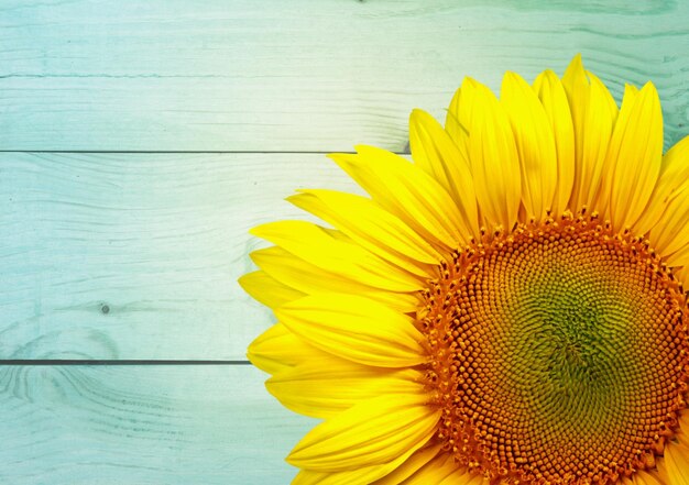 Beautiful Blooming Sunflower on background