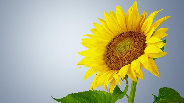 Beautiful Blooming Sunflower on background