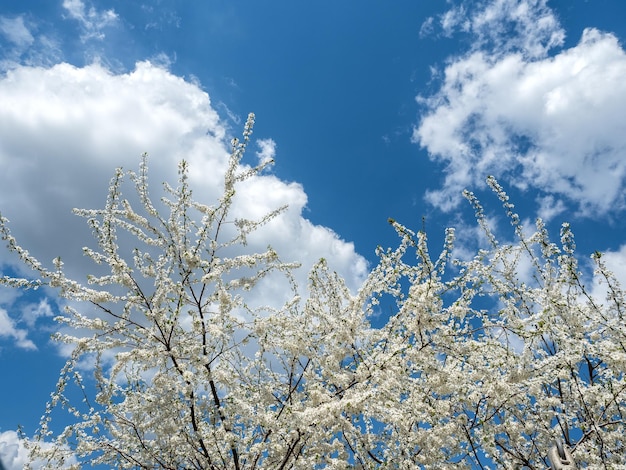 Beautiful blooming tree Close up no people