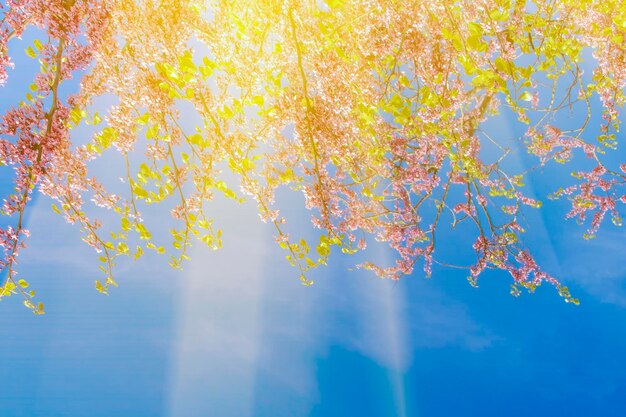 Beautiful blooming tree