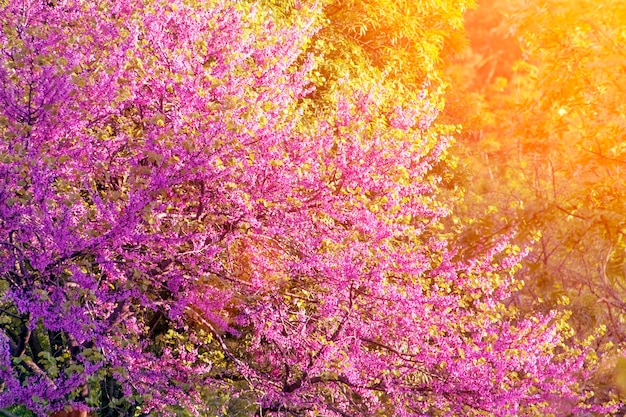 Beautiful blooming tree