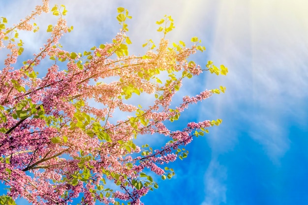 Beautiful blooming tree