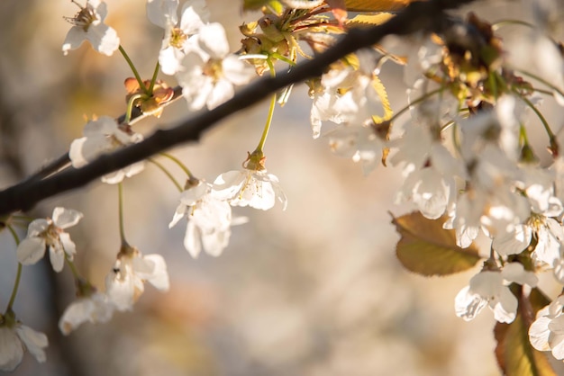 Beautiful blooming trees. Spring time. Lovely flowers.