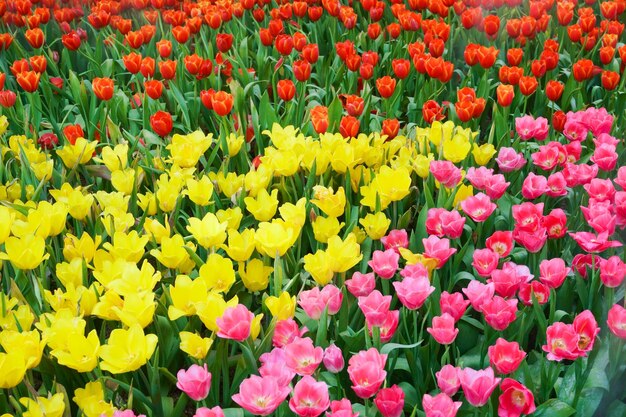 The beautiful blooming tulips in gardentulips flower close up under natural lighting outdoor