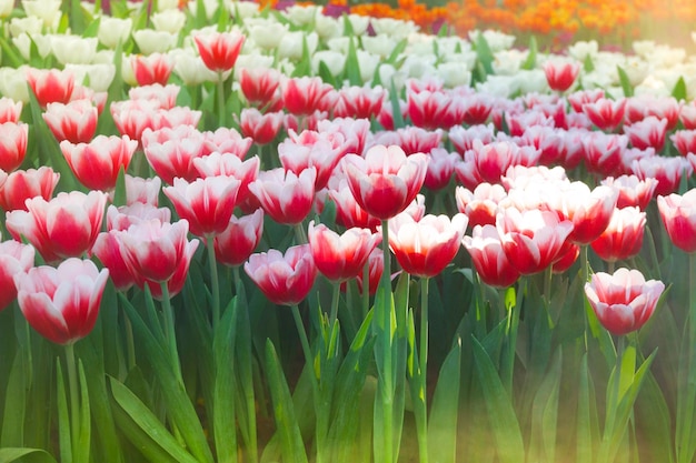 I bellissimi tulipani in fiore in gardentulips fioriscono da vicino sotto l'illuminazione naturale all'aperto