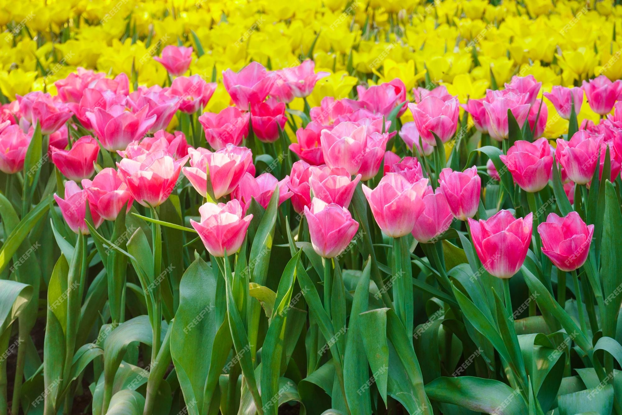 Những bông hoa tulip đến từ Hà Lan luôn là một trong những loại hoa nổi tiếng nhất trên thế giới với vẻ đẹp sang trọng và cao quý. Trong bức tranh vecto này, bạn sẽ thấy những bông hoa tulip tươi sáng và rực rỡ, sẽ khiến bạn cảm thấy vô cùng thư giãn và hạnh phúc.