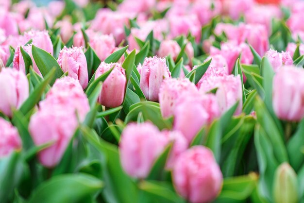 beautiful blooming tulips Holland The Netherlands