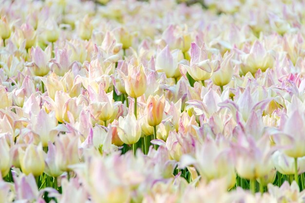 Beautiful blooming tulips