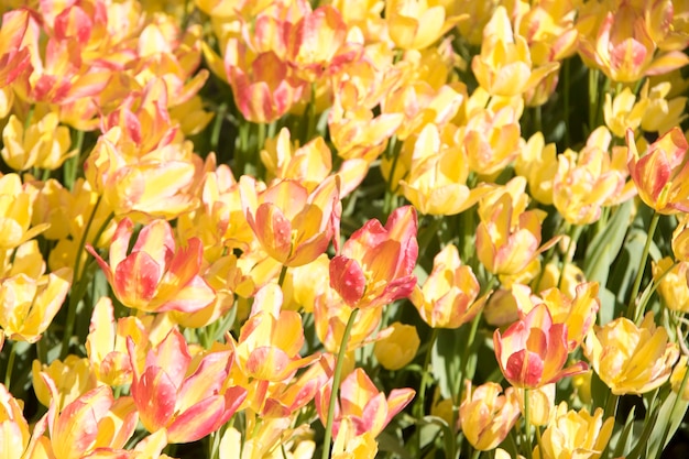 Beautiful blooming tulips