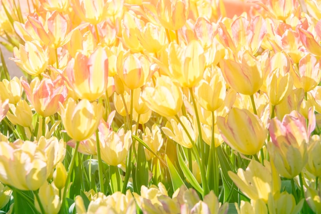 Beautiful blooming tulips