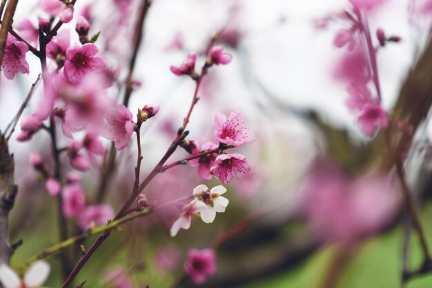 Beautiful blooming twig with peach pink flowers