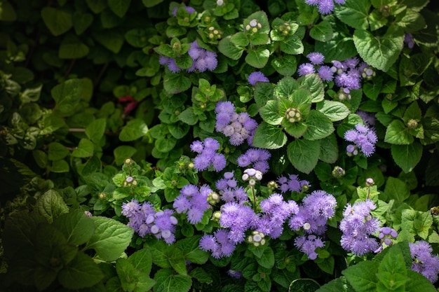 ぼやけた緑の葉と庭の美しい咲くすみれ色の花