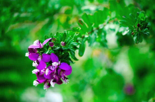 Beautiful blooming violet wild flowers on green background with copy space. 