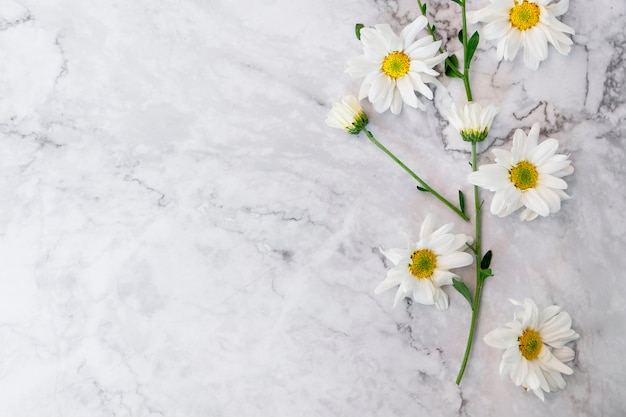 Beautiful blooming white chrysanthemum flowers with green leaves, top view, flat lay