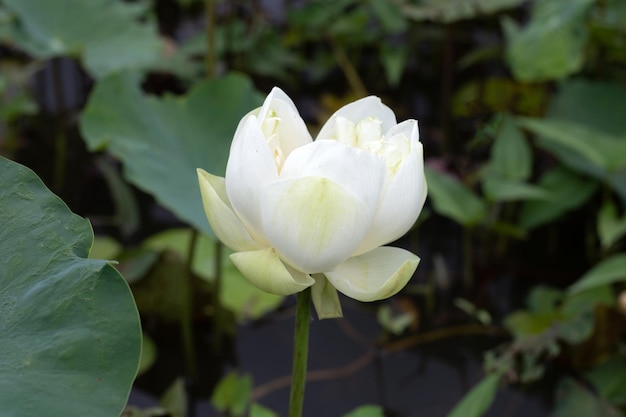 Beautiful blooming white lotus flower with leaves