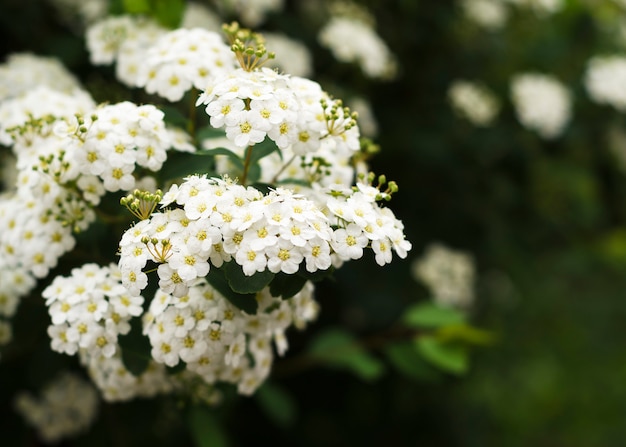 Beautiful blooming white spirea flowers