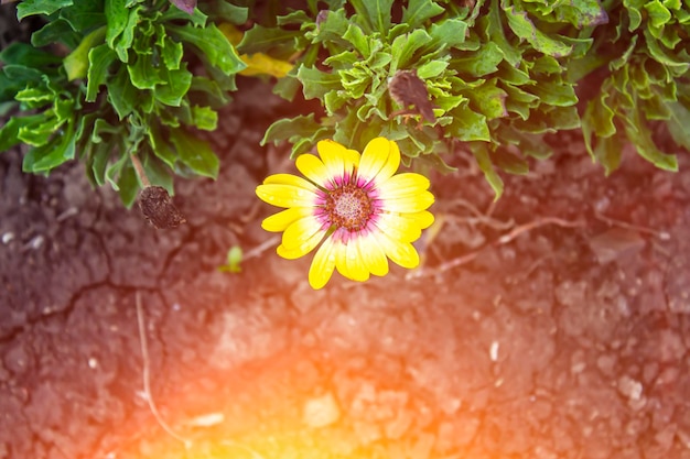 Beautiful blooming yellow gerbera flowers