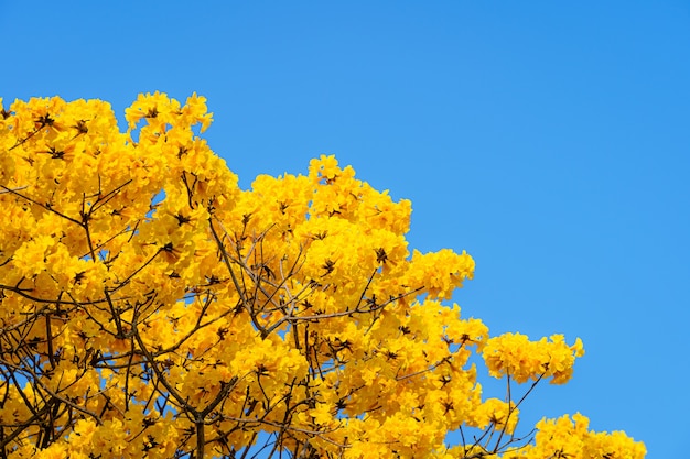 Красивые цветущие желтые золотые цветы Tabebuia Chrysotricha с парком в весенний день на фоне голубого неба в Таиланде.