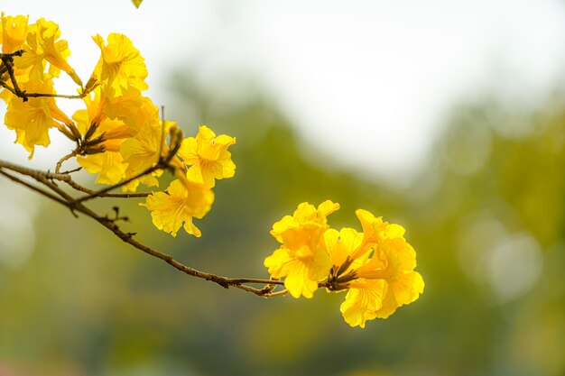 Beautiful blooming Yellow Golden Tabebuia Chrysotricha flowers with the park in spring day at Evening background in Thailand.