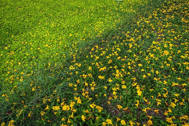 Beautiful blooming yellow golden tabebuia chrysotricha flowers
of the yellow trumpet that are blooming fallen down wilted on the
ground grass with the park in the garden background in
thailand