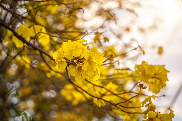 Beautiful blooming Yellow Golden trumpet tree or Tabebuia are blooming with the park in spring day in the garden and sunset blue sky background in Thailand