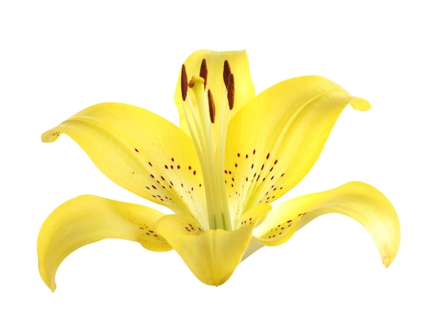 Beautiful blooming yellow lily flower isolated on white