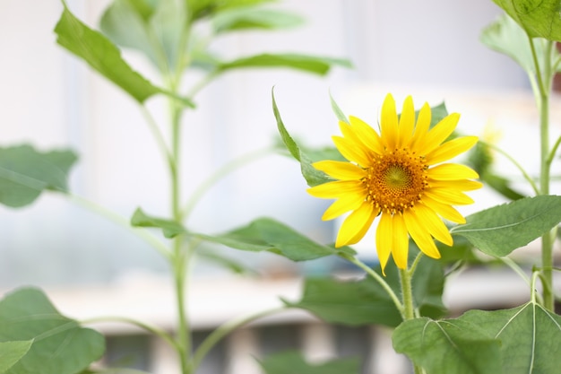 Beautiful blooming yellow sunflower  in tropical garden