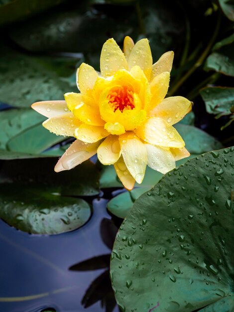 Bella ninfea gialla in fiore o fiore di loto ricoperto di molte gocce d'acqua dopo aver piovuto su foglie di loto verde e acqua blu profonda, stile verticale.