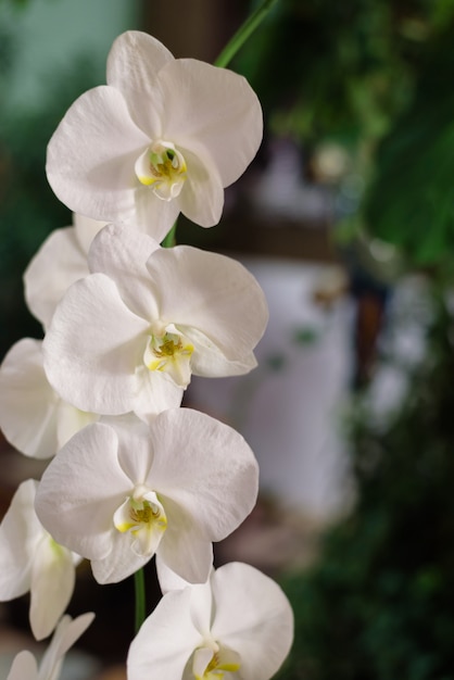 Красивые цветущие белые цветки орхидеи