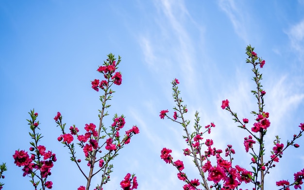 ネパールのカトマンズで春の美しい花桜