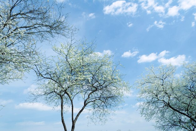푸른 봄 하늘 배경 위에 아름 다운 꽃 벚꽃 나무