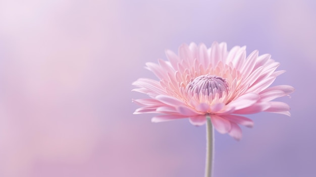 Beautiful blossom flower on isolated background Picturesque