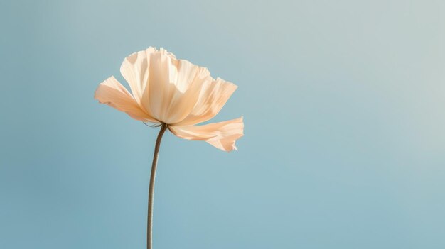 Beautiful blossom flower on isolated background Picturesque