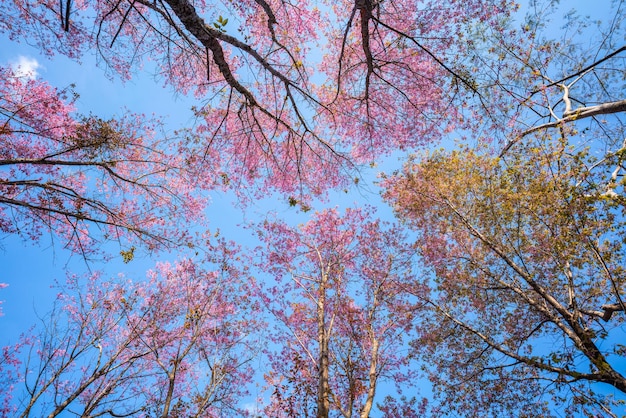 Bellissimo albero di fiori in fiore nella stagione invernale primaverile di colore rosa con un parco fiorito di fiori rosa e rossi colorati