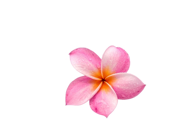 아름 다운 꽃 Frangipani 꽃 흰색 배경에 고립