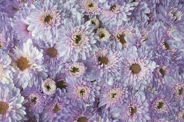 美しい花マリーゴールドの花。