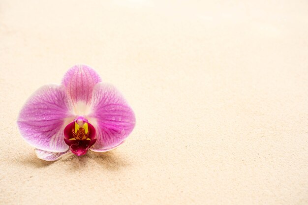 모래 배경에 아름 다운 꽃 보라색 phalaenopsis 난초입니다.