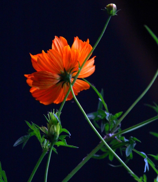 beautiful blossom red flower