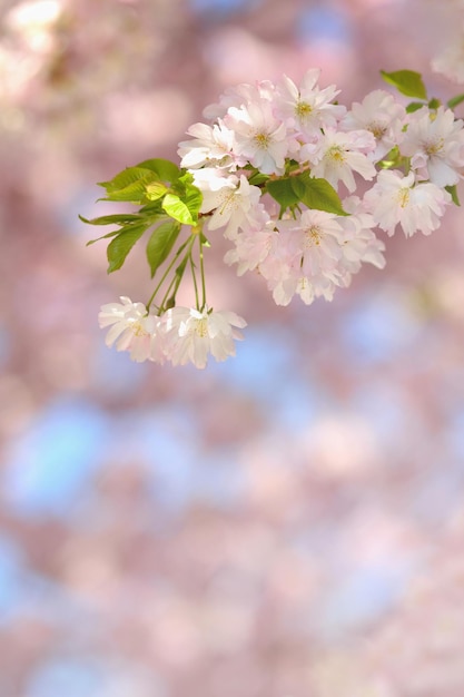 Beautiful blossom tree Nature scene with sun on Sunny day Spring flowers Background Springtime