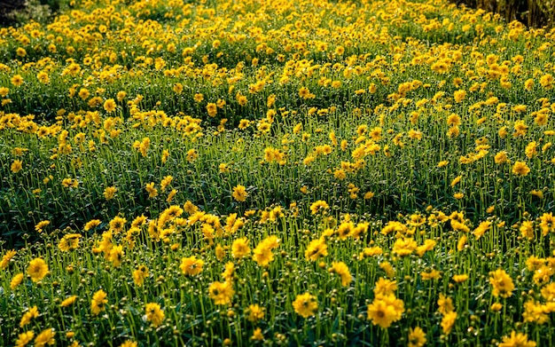 공원 정원 카트만두 네팔의 아름다운 꽃 흰 꽃